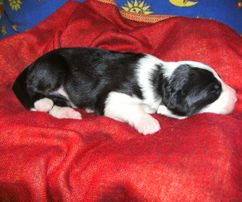 Fünftgeborene: schwarz - weiß - tricolor Hündin