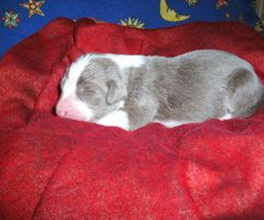 Viertgeborener: fawn - weiß  Rüde