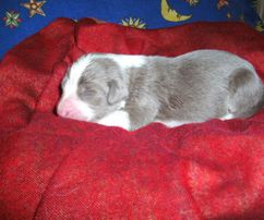 Viertgeborener: fawn - weiß  Rüde